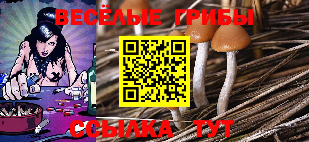 Псилоцибиновые грибы прущие грибы Мурманск